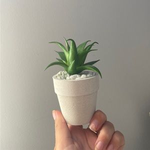 Set of 7 succulents!!!!